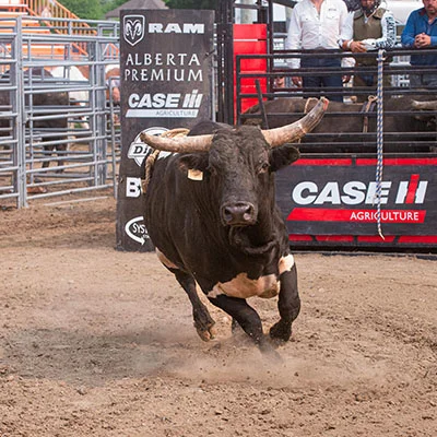 全面掌握Clash白金宽：从入门到精通的终极指南